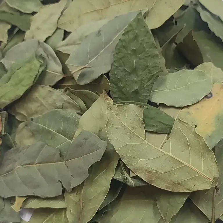 برگ بو